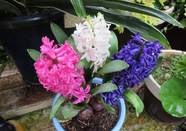 赤 白 紫３色違ったヒヤシンスの花 No 1我家の球根植物色々 のアルバム みんなの趣味の園芸