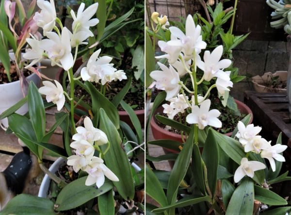 小雪ちゃんの白い花 デンドロビウム 我家の観葉植物 ラン 草花色々 のアルバム みんなの趣味の園芸 Id