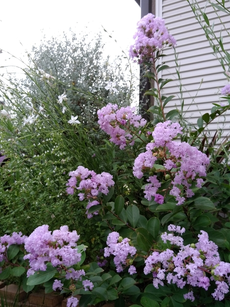 矮性サルスベリ サマー淡紫清 植えて 小さな庭の四季 18年1月 のアルバム みんなの趣味の園芸 Id