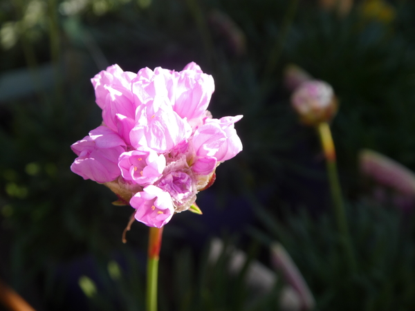 アルメリアピンクボール 花言葉は 思い 暖かい日差し のアルバム みんなの趣味の園芸