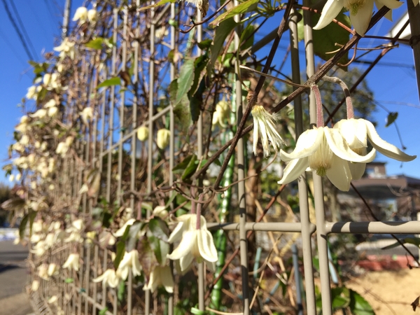 フェンスに絡ませている 冬咲きクレマ 18年に咲いてくれたクレマチス達です O O のアルバム みんなの趣味の園芸