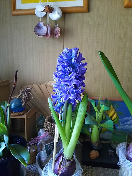 青いヒヤシンス 開花 マンゴーのミニガーデン お部屋の花たち 18 のアルバム みんなの趣味の園芸