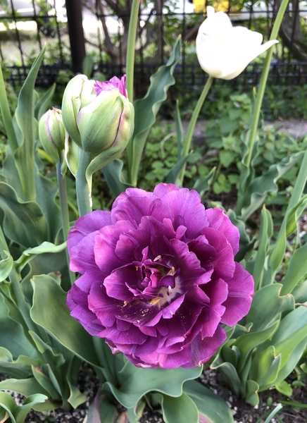 チューリップ 八重紫系 少し日陰に 癒しの花たち18 のアルバム みんなの趣味の園芸