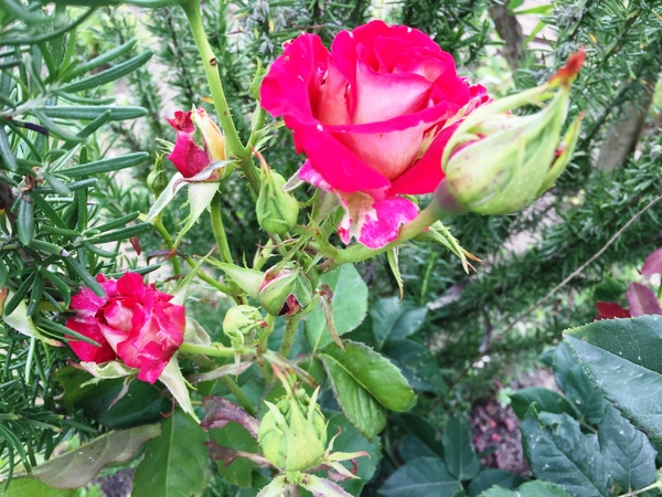 駐輪のバラの花びらの裏が白い種類だ 1年間楽しんだ景色 初夏から夏 のアルバム みんなの趣味の園芸