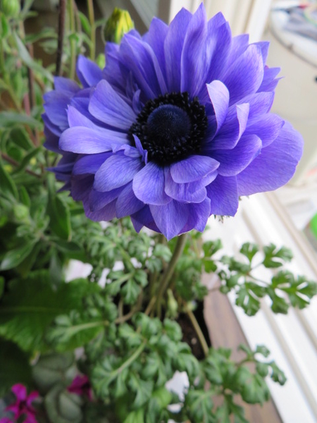 八重咲きアネモネ 紫 鉢花 18 ２月 ５月 のアルバム みんなの趣味の園芸 Id