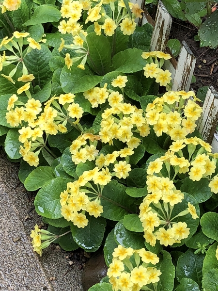 プリムローズ 黄色 満開 庭の花18 のアルバム みんなの趣味の園芸 Id 6109