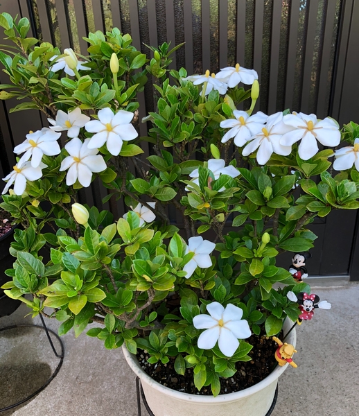 クチナシ 一重 満開 この後剪定しなく 庭の花18 のアルバム みんなの趣味の園芸