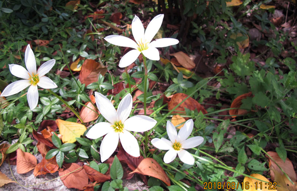 タマスダレ白い花きれいですが有毒植物 禅馬の草花 のアルバム みんなの趣味の園芸 Id