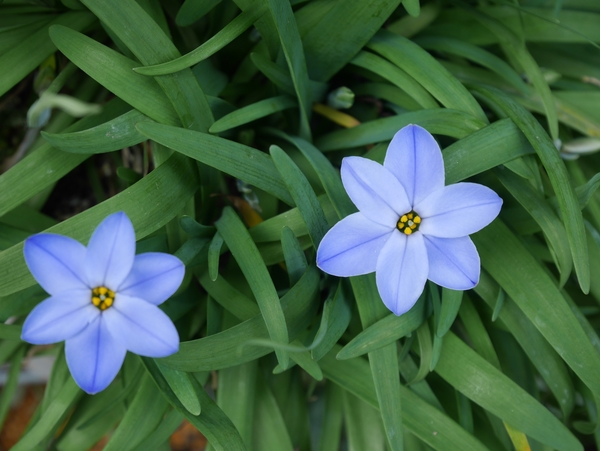 ハナニラ 3 26 白の他に青い花も咲いて 3月の花 のアルバム みんなの趣味の園芸 Id