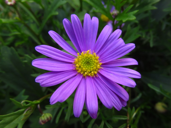 ブラキカム 姫小菊 紫 ２０１８年 春の花 のアルバム みんなの趣味の園芸 Id 614780