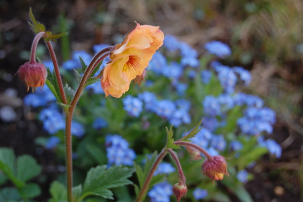 4 9 ゲウムマイタイ バックのブルーは忘 庭の花たち 18 のアルバム みんなの趣味の園芸