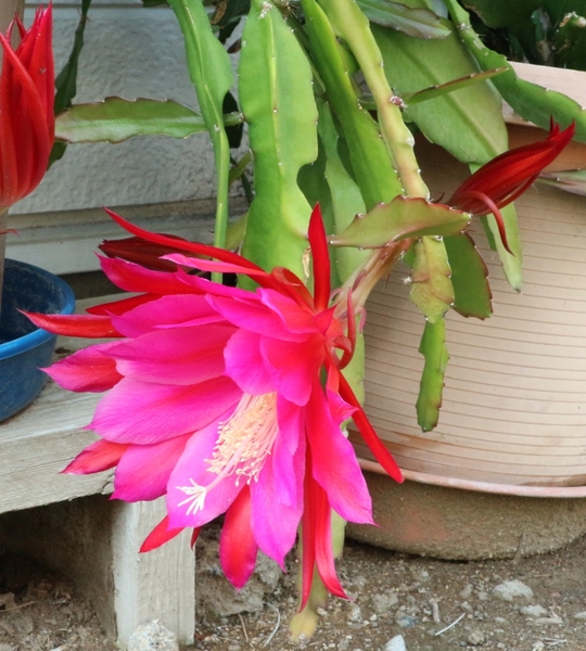 孔雀サボテン くじゃくサボテン 花の名前 のアルバム みんなの趣味の園芸 Id