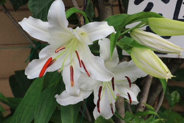 白いユリ カサブランカ 花の名前 のアルバム みんなの趣味の園芸