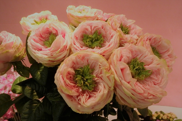 ピンク色が綺麗なラナンキュラス ピン 広島花の祭典 のアルバム みんなの趣味の園芸 Id
