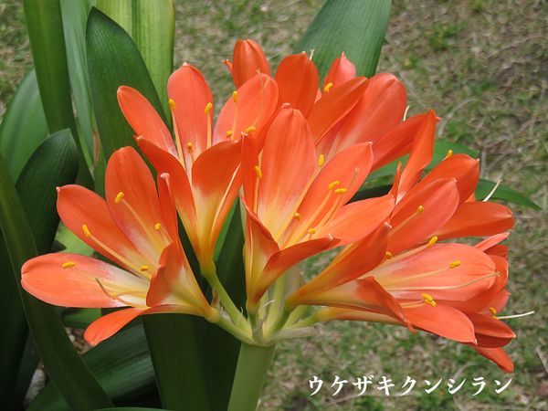 クンシラン 君子蘭 別 名 ウケザキ 春 庭に咲き季節を彩る花 ３月 ５月撮影 のアルバム みんなの趣味の園芸