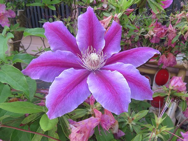 クレマチス 赤紫色の色合いが強い花び 春 庭に咲き季節を彩る花 ３月 ５月撮影 のアルバム みんなの趣味の園芸