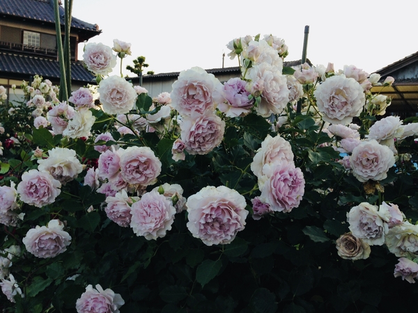 ニューウェーブというバラです ミステ ジャパンブランドローゼス のアルバム みんなの趣味の園芸