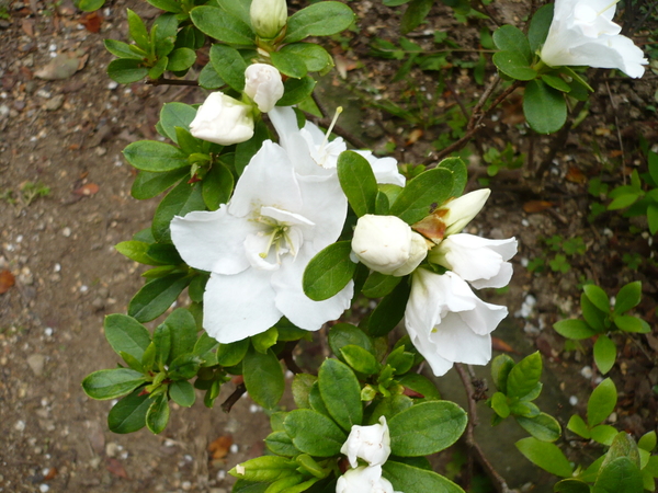 白いアザレアが咲きました 18年4月の庭の風景 のアルバム みんなの趣味の園芸