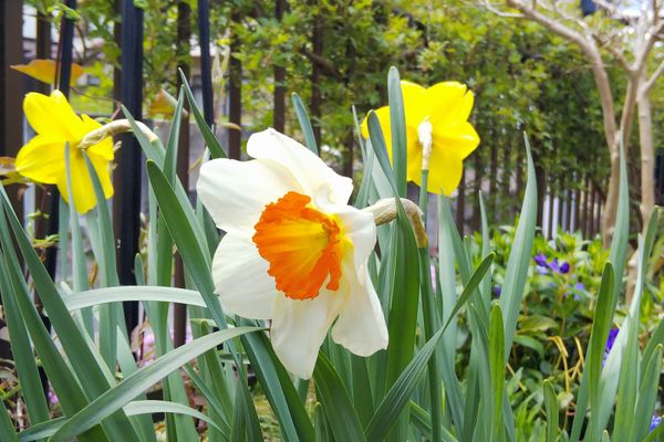 水仙 白の花びらにオレンジ色のカップ まっちゃんちの4月 のアルバム みんなの趣味の園芸