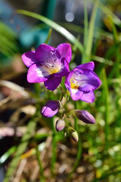 フリージア 紫 鉢植えで植えっぱなしの 18年フリージア のアルバム みんなの趣味の園芸 54