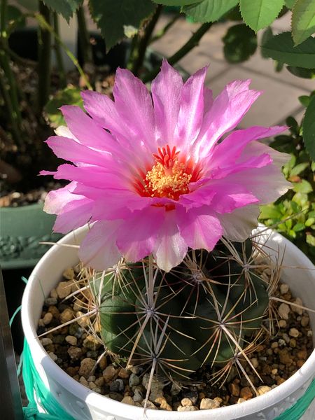 100均サボテン 今年5回目の開花 オール鉢植え のアルバム みんなの趣味の園芸