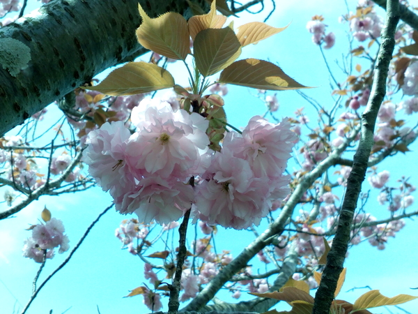 カンザン 関山 ４月１２日撮影 地元の桜の名所にて撮影した 遅咲きの桜 のアルバム みんなの趣味の園芸 Id 5507