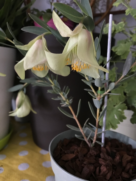 ピメレア ピソディス 購入時 開花 オーストラリアの花 のアルバム みんなの趣味の園芸 Id