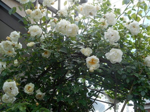５月８日 シティオブヨーク ２０１８年度の薔薇 のアルバム みんなの趣味の園芸 Id