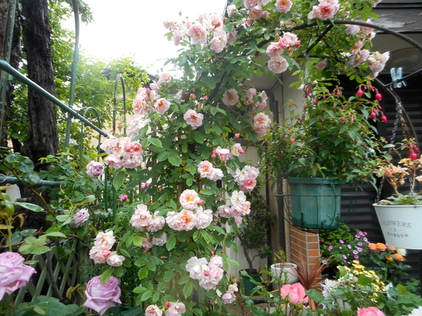５月９日 コーネリア ２０１８年度の薔薇 のアルバム みんなの趣味の園芸 Id