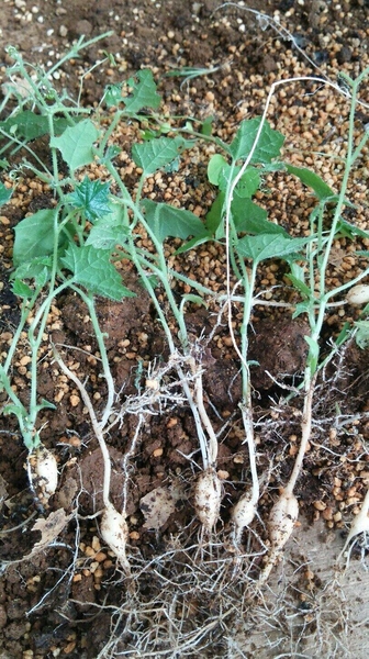 カラスウリの実生苗 1年で1 の根塊 カラスウリの栽培 のアルバム みんなの趣味の園芸 Id