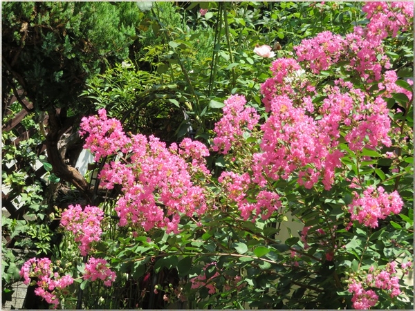 今一番の花盛り ピンクの花を山盛り咲 No 2我家の庭木 低木花色々 のアルバム みんなの趣味の園芸 Id 6764