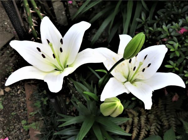 白い花のユリは 夕方眺めると白さでく No 1我家の球根植物色々 のアルバム みんなの趣味の園芸