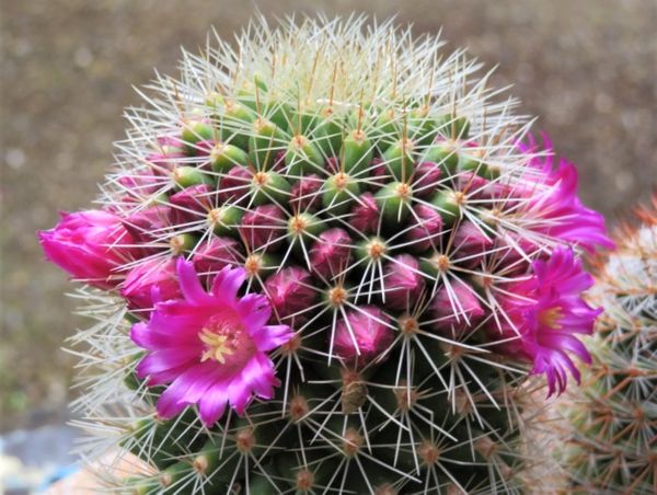 栗頭のマミラリアマツダエに 花を咲か No 1我家のサボテンたち のアルバム みんなの趣味の園芸