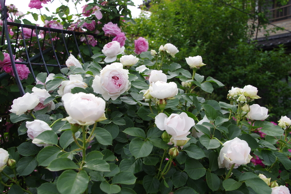 クリスティアーナ 0517 ２０１８年の薔薇 のアルバム みんなの趣味の園芸