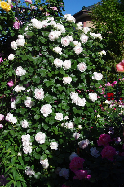 クリスティアーナ 05 ２０１８年の薔薇 のアルバム みんなの趣味の園芸