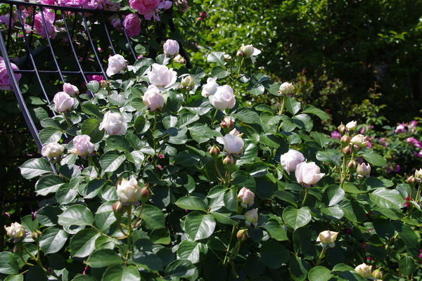 クリスティアーナ のアーチ 0514 ２０１８年の薔薇 のアルバム みんなの趣味の園芸