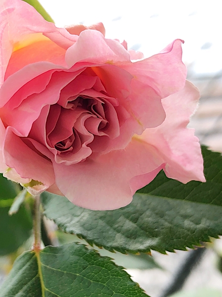 ラ マリエ 薔薇を育て出して一番最 癒しの薔薇 のアルバム みんなの趣味の園芸