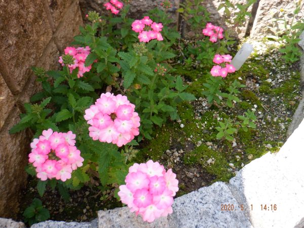 5月 バーベナ花手毬 3年目 自宅庭 バーベナ花手毬ピンク 絢 のアルバム みんなの趣味の園芸
