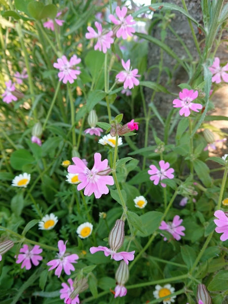 フクロナデシコ シレネ ハートが 種ダンゴ 種まきビオラ 球根花壇 のアルバム みんなの趣味の園芸 Id 5934