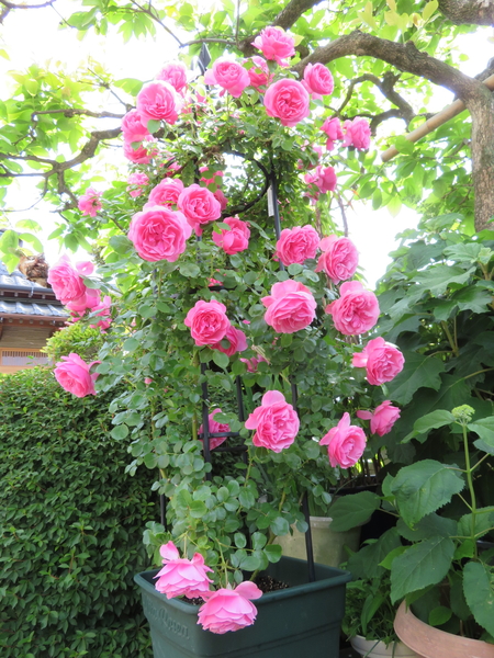 レオナルド ダ ヴィンチ 鉢 オベリス 18薔薇 うち のアルバム みんなの趣味の園芸 Id