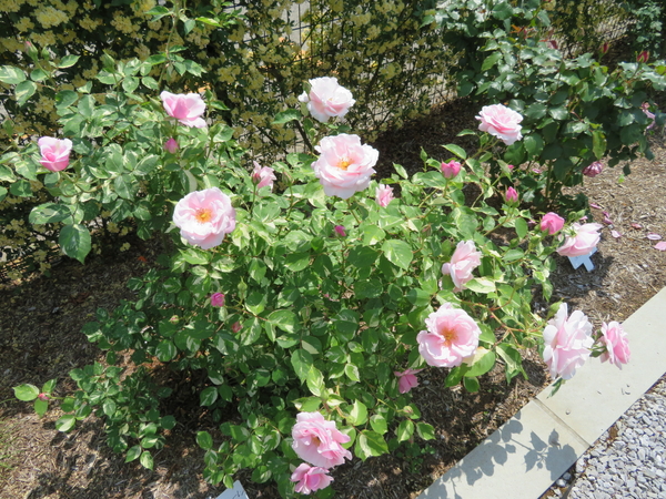 ヘルシューレン 葉っぱを見て 斑入りだ 18薔薇 公園 のアルバム みんなの趣味の園芸