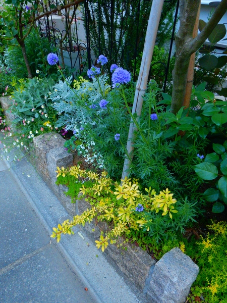 ギリア レプタンサ まん丸い青い花が 18年春 のアルバム みんなの趣味の園芸 Id