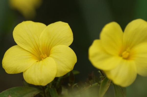 雲南月光花です アマ科キバナアマ属 わが家の黄色い花 のアルバム みんなの趣味の園芸 Id 351