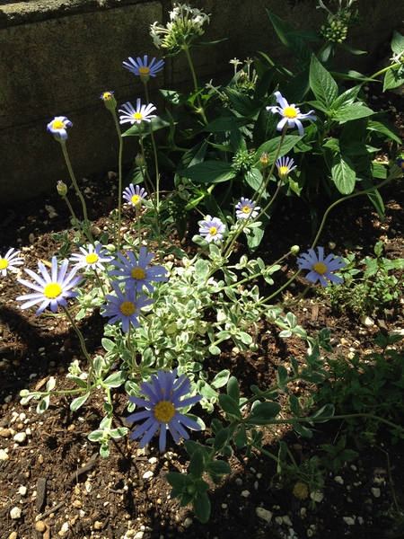 花壇に植えたブルーデイジー この花の 18春夏 のアルバム みんなの趣味の園芸 Id