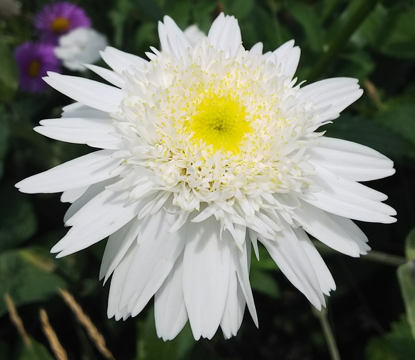 白い菊科の 花 てんこの花ごよみin函館散歩18 夏から秋の 花 のアルバム みんなの趣味の園芸 Id