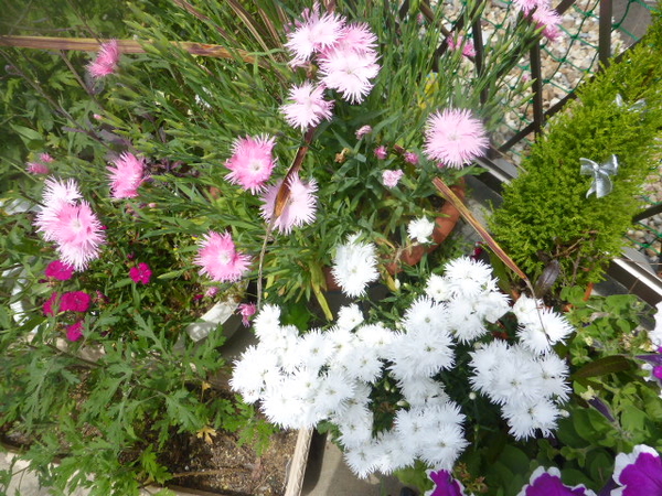 撫子白とピンク花 ５月の花 のアルバム みんなの趣味の園芸 Id