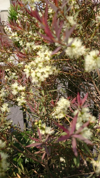 メラレウカ レッドジェム 赤く細い葉が 18年5月の庭 のアルバム みんなの趣味の園芸 Id 6911