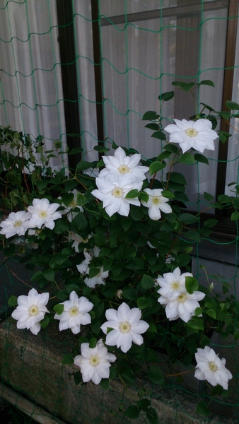 クレマチス 白雪姫 18年5月の花 のアルバム みんなの趣味の園芸 Id