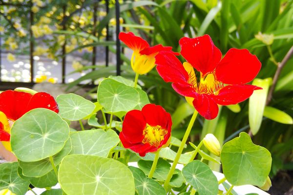 ポップな赤い花 まんまる葉っぱ 大好き まっちゃんちの5月 のアルバム みんなの趣味の園芸