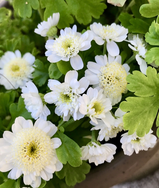 ミニマトリカリア 白い菊に似たかわいい花 18年 ガーデニング 春 のアルバム みんなの趣味の園芸 Id